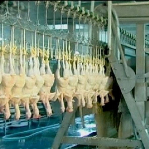 Chicken slaughte and abattoir equipment